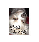 愛犬ゲンキ（個別スタンプ：15）