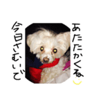 愛犬ゲンキ（個別スタンプ：16）