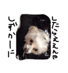 愛犬ゲンキ（個別スタンプ：17）