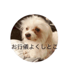 愛犬ゲンキ（個別スタンプ：19）