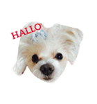 愛犬ゲンキ（個別スタンプ：20）