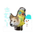 どうぶつえん♪（個別スタンプ：13）