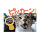 どうぶつえん♪（個別スタンプ：14）