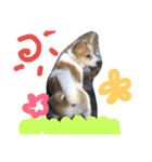 どうぶつえん♪（個別スタンプ：17）