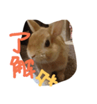 どうぶつえん♪（個別スタンプ：20）