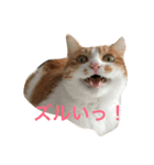 えふぁにゃん（個別スタンプ：1）