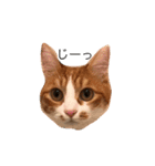 えふぁにゃん（個別スタンプ：4）