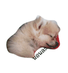 love dugdog（個別スタンプ：1）