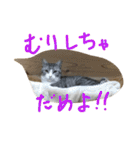 猫のぱたこさん3（個別スタンプ：11）