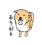 愛しの柴犬（個別スタンプ：2）