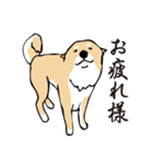愛しの柴犬（個別スタンプ：15）