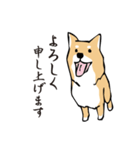 愛しの柴犬（個別スタンプ：18）