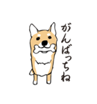 愛しの柴犬（個別スタンプ：22）