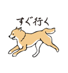 愛しの柴犬（個別スタンプ：23）