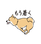 愛しの柴犬（個別スタンプ：24）