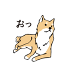 愛しの柴犬（個別スタンプ：25）