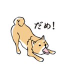 愛しの柴犬（個別スタンプ：27）
