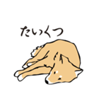 愛しの柴犬（個別スタンプ：31）