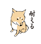 愛しの柴犬（個別スタンプ：35）