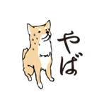 愛しの柴犬（個別スタンプ：36）