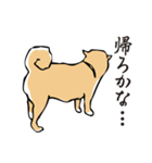 愛しの柴犬（個別スタンプ：39）