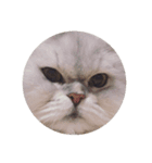 uni and bubu（個別スタンプ：1）