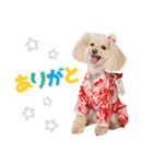 ぴかちゃんが幡多弁でごあいさつ（個別スタンプ：1）