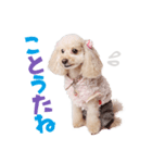 ぴかちゃんが幡多弁でごあいさつ（個別スタンプ：4）