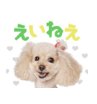 ぴかちゃんが幡多弁でごあいさつ（個別スタンプ：7）