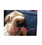 トイプードル(りん)の日常（個別スタンプ：1）