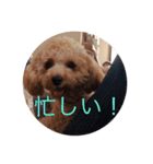 トイプードル(りん)の日常（個別スタンプ：2）