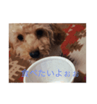 トイプードル(りん)の日常（個別スタンプ：3）