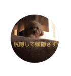 トイプードル(りん)の日常（個別スタンプ：4）