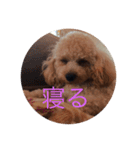トイプードル(りん)の日常（個別スタンプ：5）