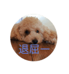 トイプードル(りん)の日常（個別スタンプ：7）