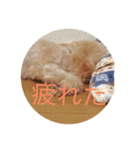トイプードル(りん)の日常（個別スタンプ：8）
