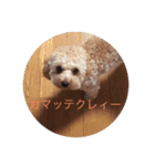 トイプードル(りん)の日常（個別スタンプ：12）