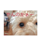 トイプードル(りん)の日常（個別スタンプ：16）