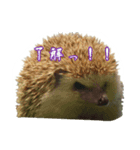 ハリ学スクールライフ（個別スタンプ：7）