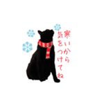 黒猫くまごろう4（個別スタンプ：4）
