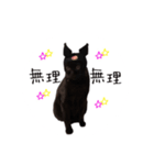黒猫くまごろう4（個別スタンプ：6）