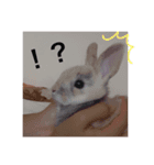 井上さんちのふわりちゃん（個別スタンプ：3）