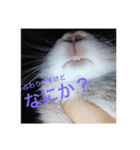 井上さんちのふわりちゃん（個別スタンプ：4）