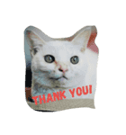cat meets world（個別スタンプ：1）