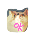 cat meets world（個別スタンプ：3）