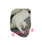 cat meets world（個別スタンプ：4）