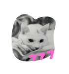 cat meets world（個別スタンプ：7）