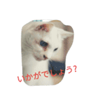 cat meets world（個別スタンプ：8）