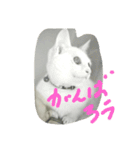 cat meets world（個別スタンプ：9）