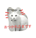 cat meets world（個別スタンプ：10）